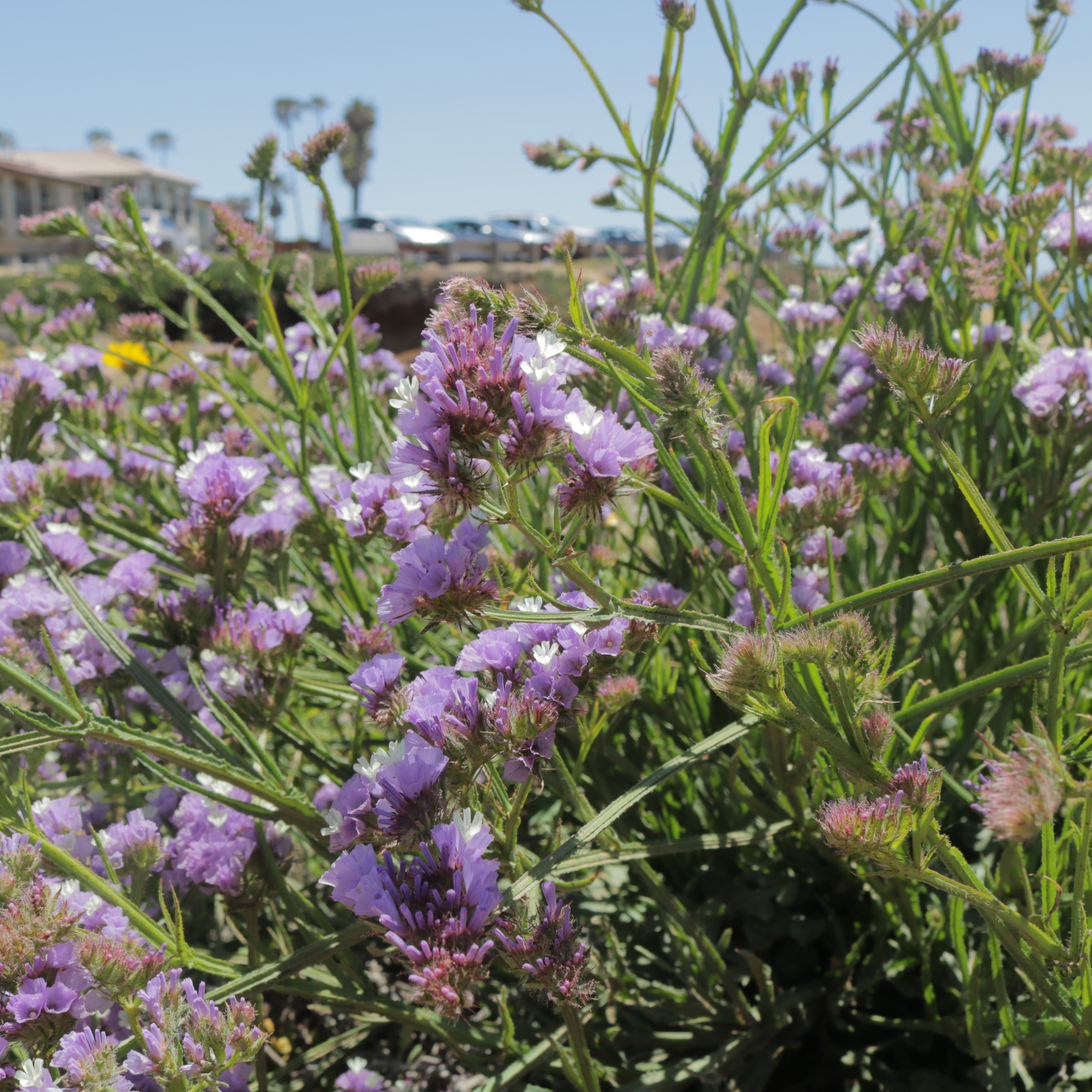 FOTD June 15, 2021 – Purple Limonium Flowers