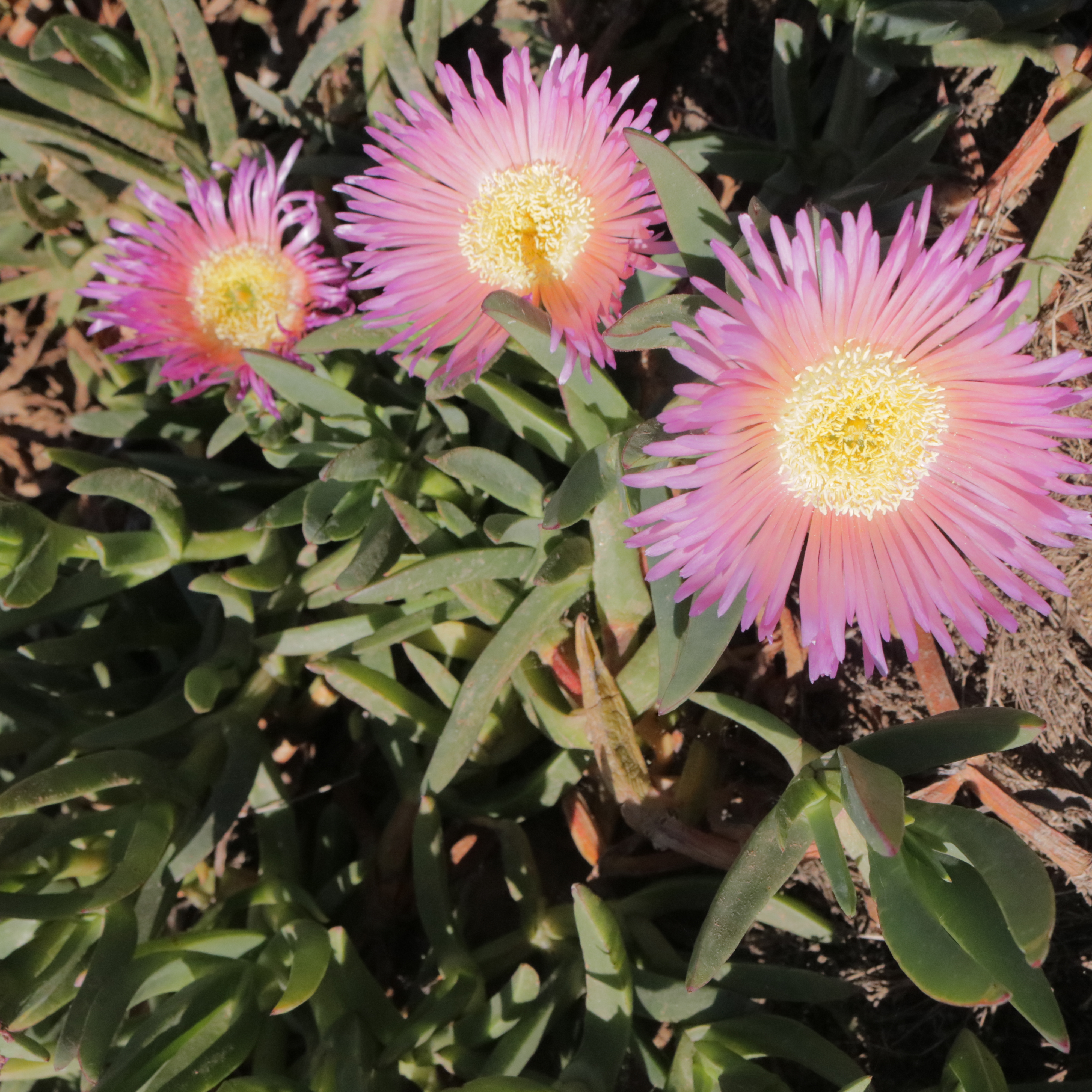 June 16, 2021 -FOTD – Ice Plant in Bloom