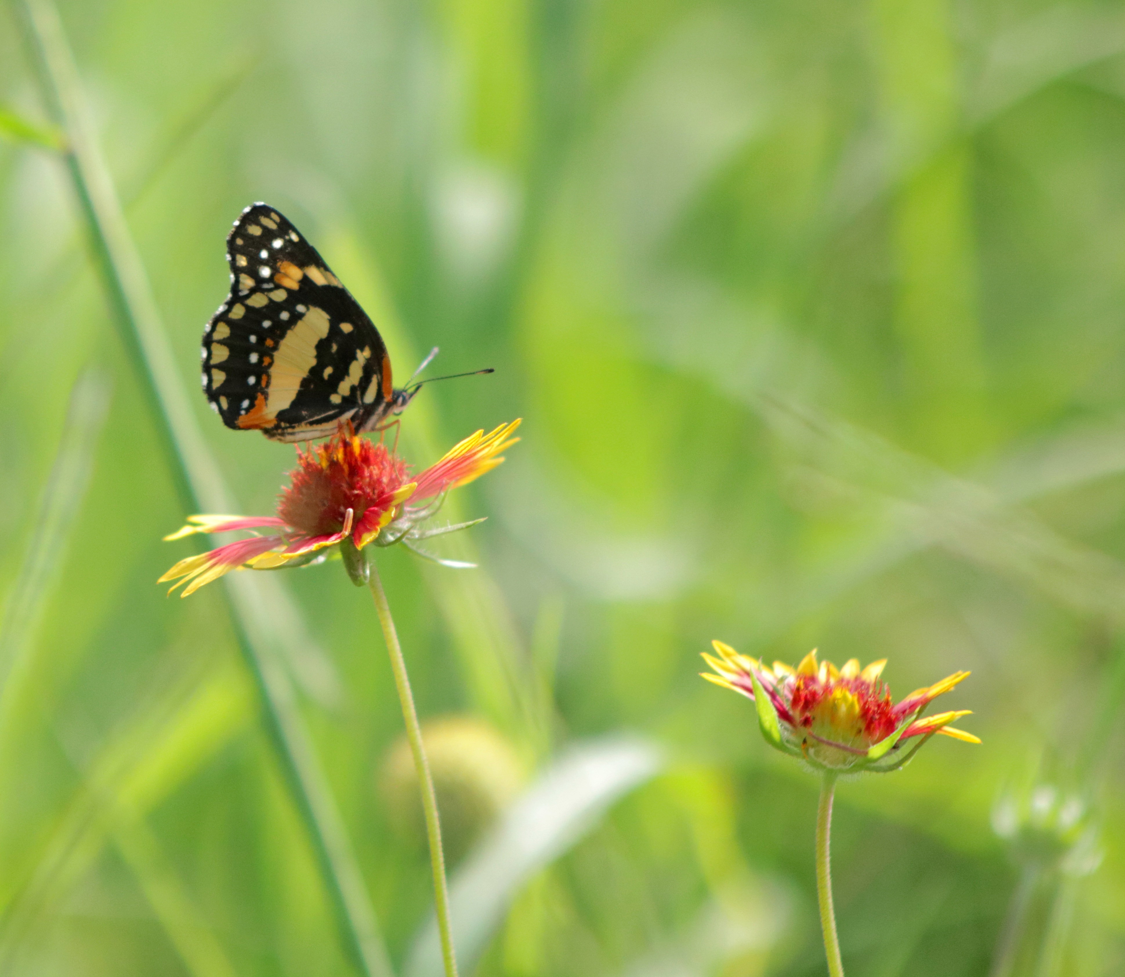 The Power of Aperture: Unveiling the Key to Stunning Visual Depth